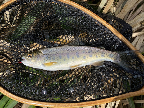 ニジマスの釣果