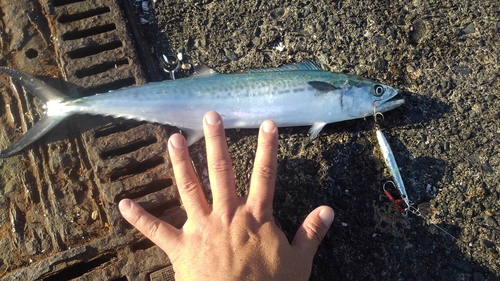 サゴシの釣果