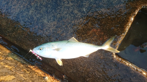 イナダの釣果