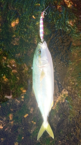 イナダの釣果