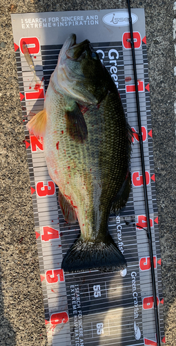 ブラックバスの釣果