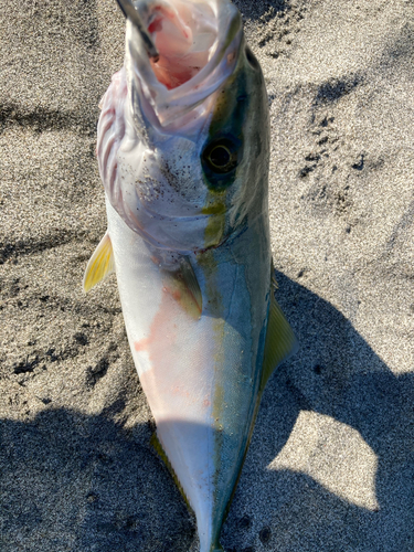 イナダの釣果