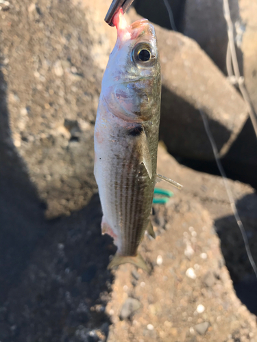 ボラの釣果