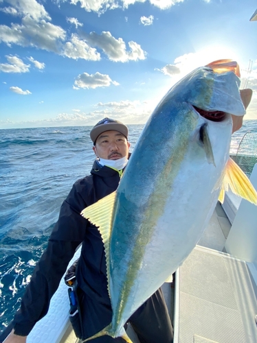 ヒラマサの釣果