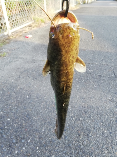 マナマズの釣果