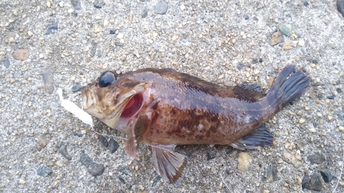 メバルの釣果