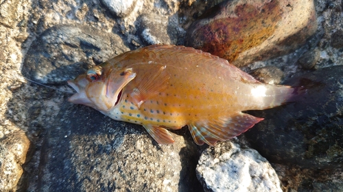 キントキダイの釣果