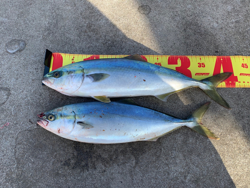 イナダの釣果