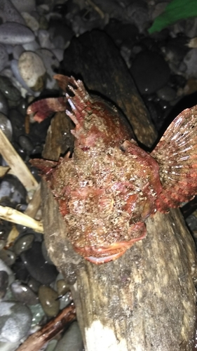 オニカサゴの釣果