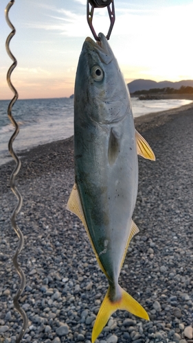 イナダの釣果