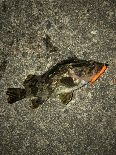 タケノコメバルの釣果