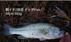 ブラックバスの釣果