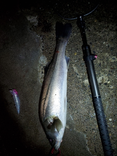 シーバスの釣果