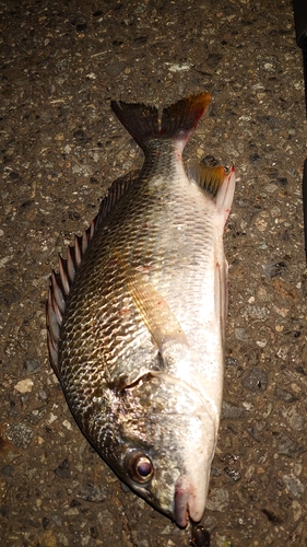 キビレの釣果