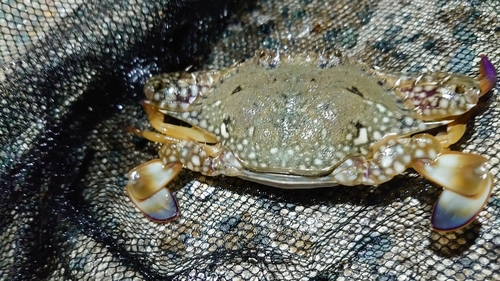 ワタリガニの釣果