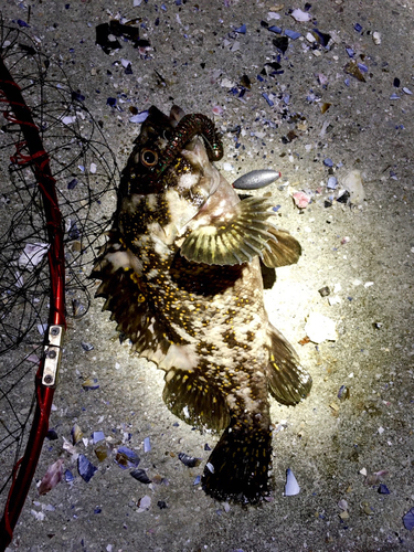 オウゴンムラソイの釣果