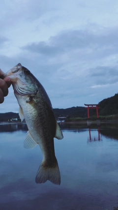 ラージマウスバスの釣果