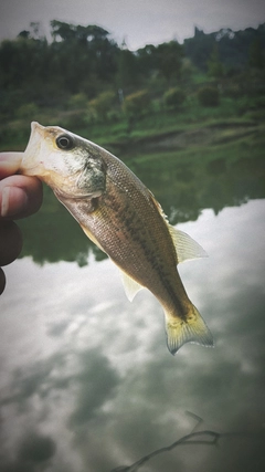 ラージマウスバスの釣果