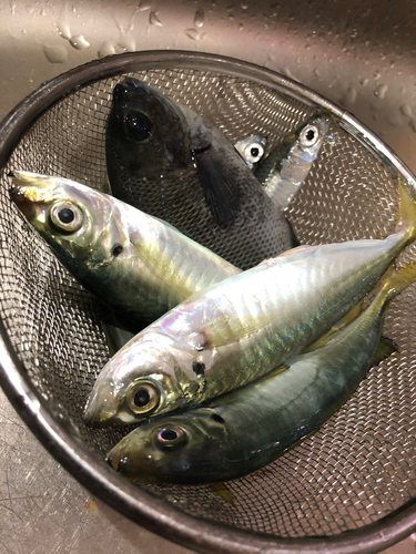 メジナの釣果