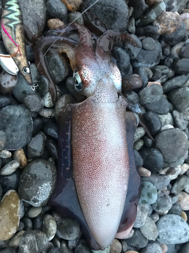 イソカサゴの釣果