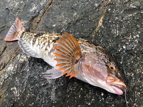 アイナメの釣果