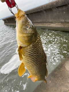 コイの釣果