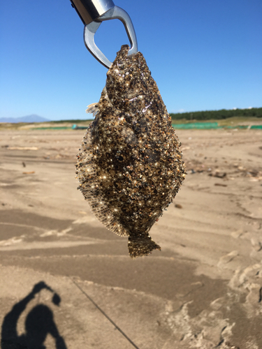 ソゲの釣果