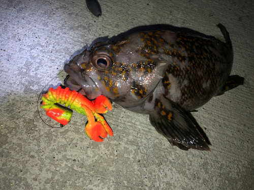 オウゴンムラソイの釣果