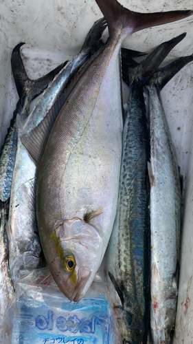 ショゴの釣果