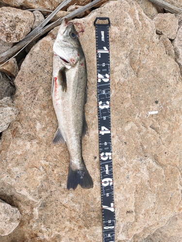 シーバスの釣果