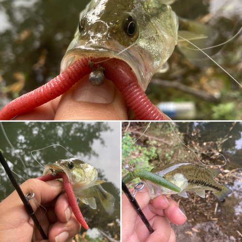 ラージマウスバスの釣果