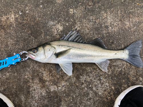 フッコ（マルスズキ）の釣果