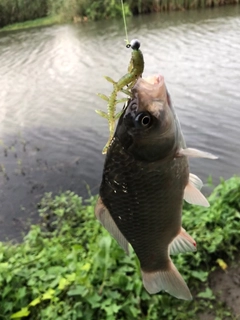 ギンブナの釣果