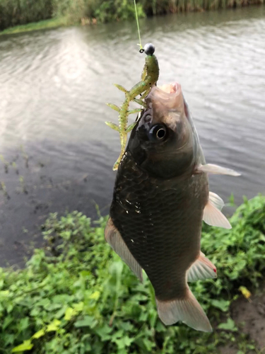 ギンブナの釣果