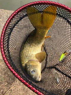 コイの釣果