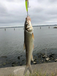 ニゴイの釣果