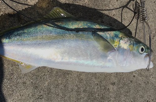 ハマチの釣果