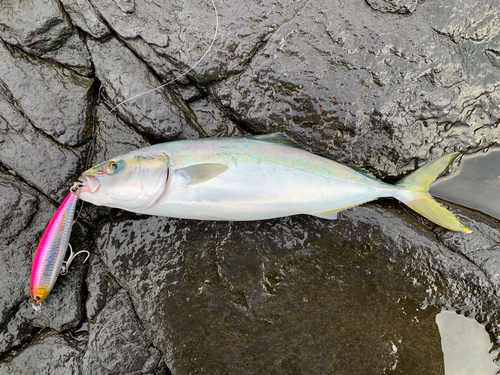 イナダの釣果