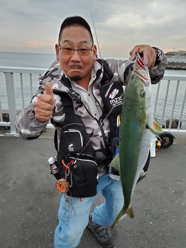 イナダの釣果