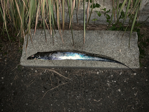 タチウオの釣果