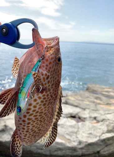 オオモンハタの釣果