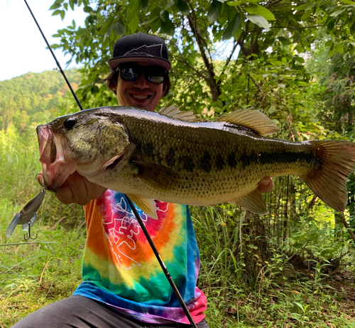 ブラックバスの釣果