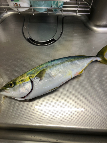 イナダの釣果