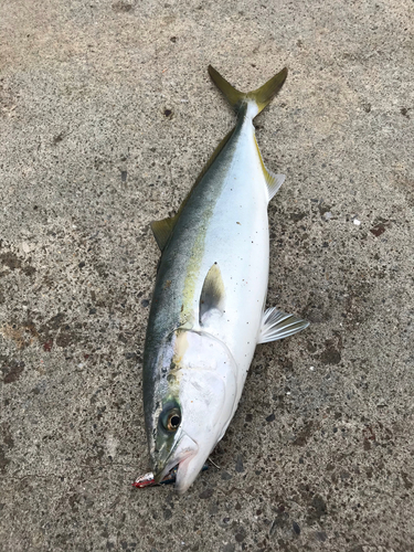 ハマチの釣果