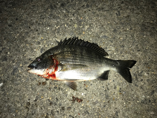 クロダイの釣果