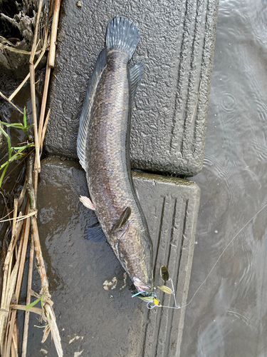 ライギョの釣果