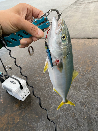 イナダの釣果