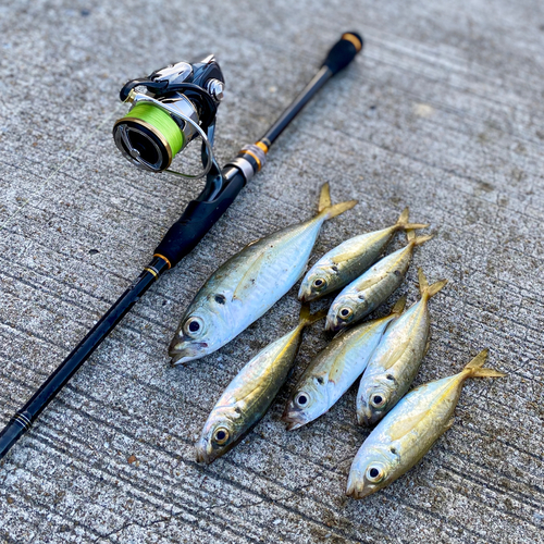 アジの釣果