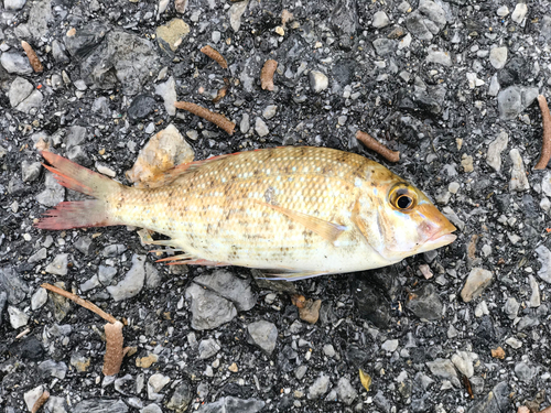 ハマフエフキの釣果