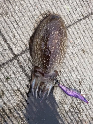 シリヤケイカの釣果